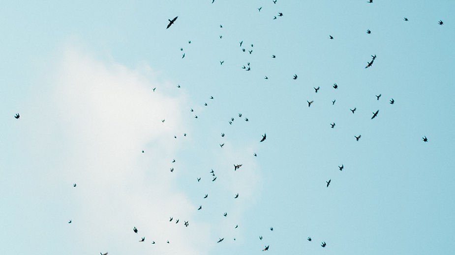 Birds flying scattered against a clear blue sky with a few white clouds, creating a sense of freedom and openness.
