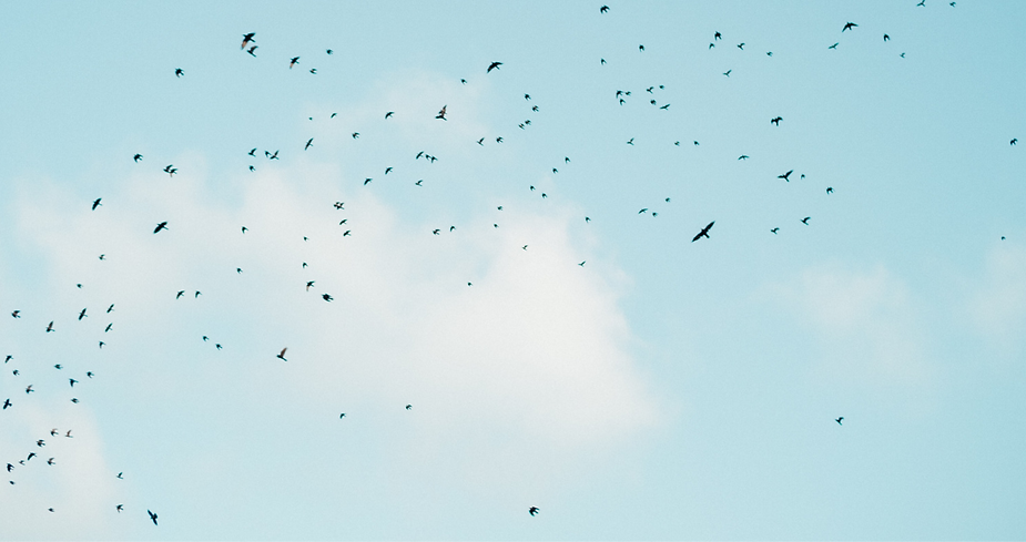 Flock of birds flying against a light blue sky with scattered white clouds, creating a sense of freedom and movement.